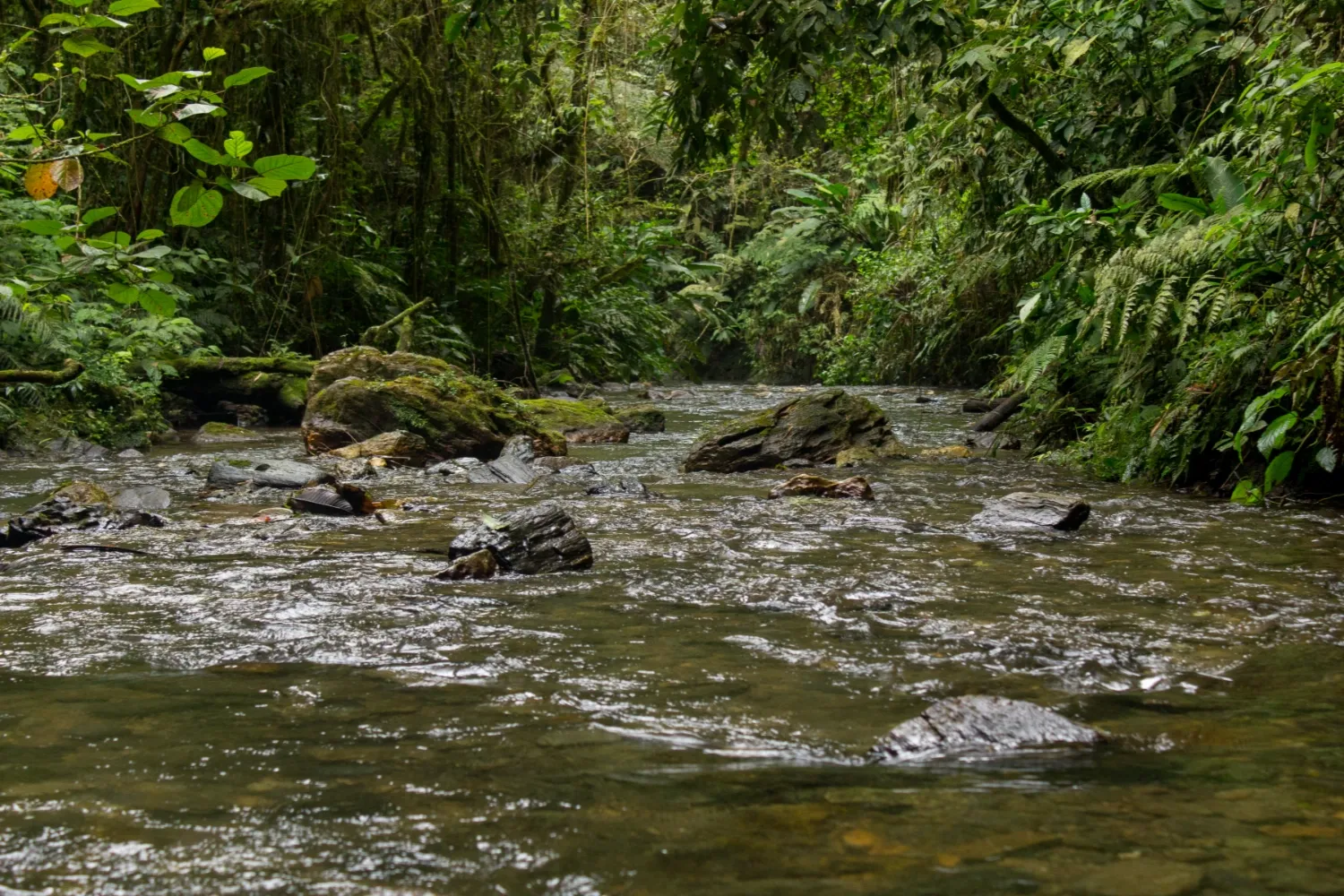 Viagem para Eldorado, foto 6