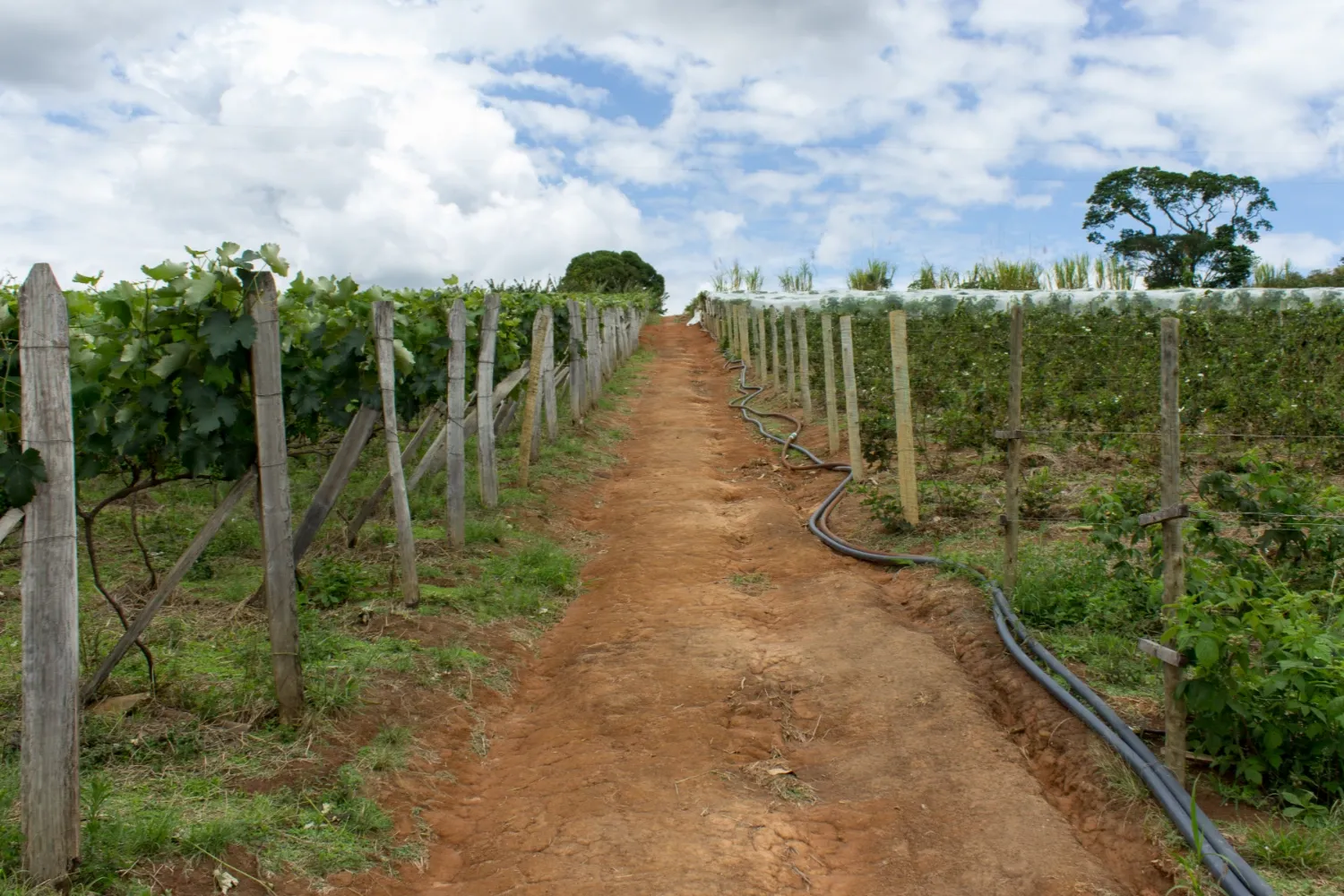 Visita a Bueno Brandão - MG, foto 6